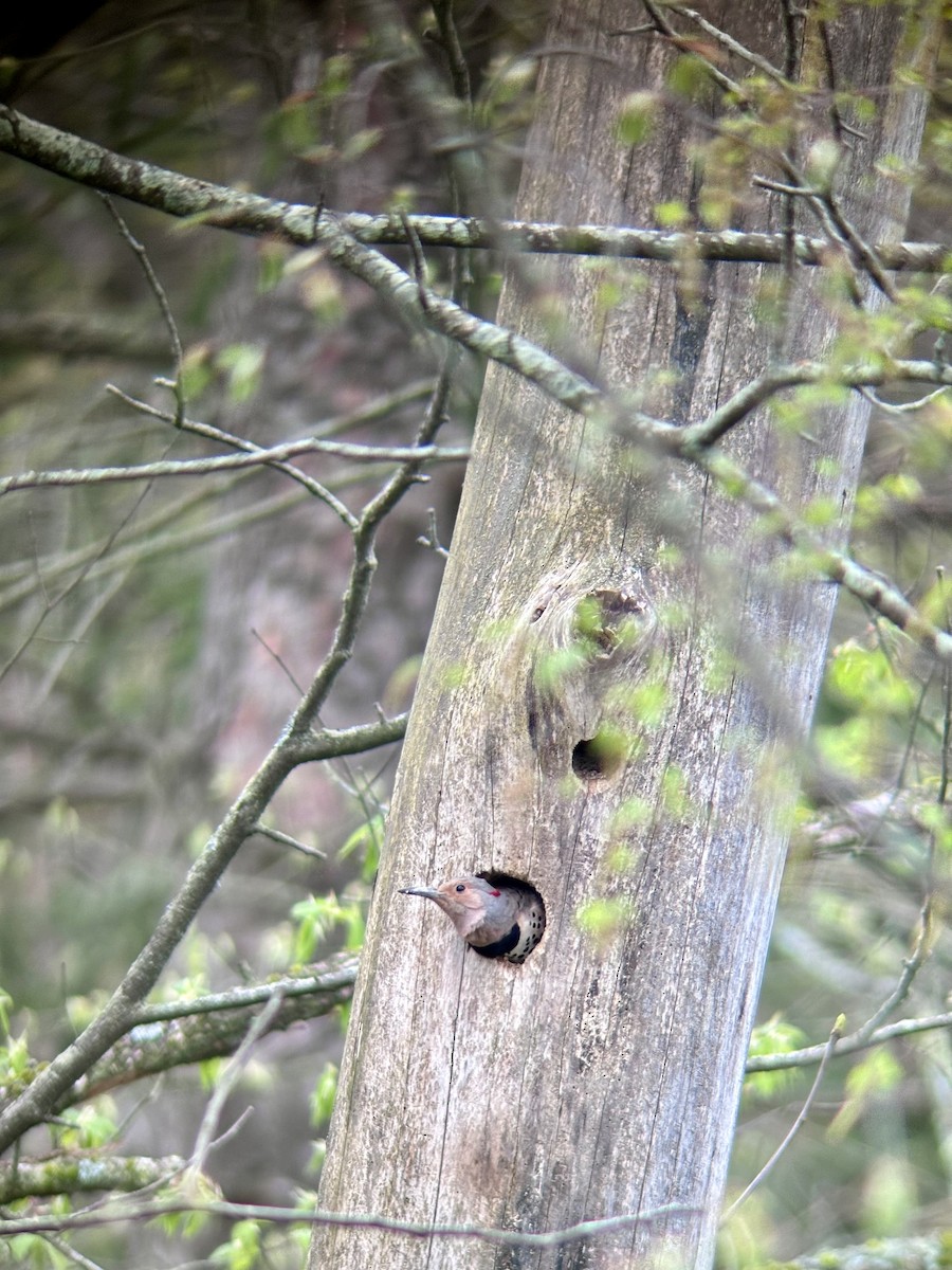 Northern Flicker - C Schneck