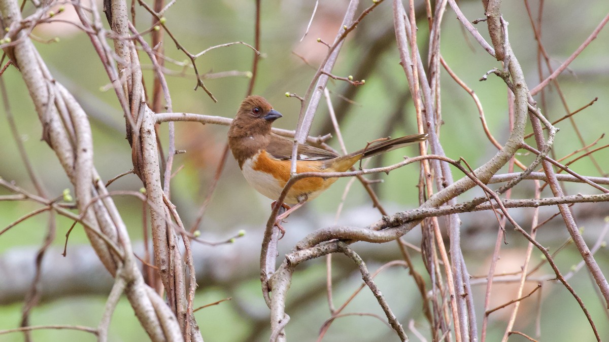 Eastern Towhee - Brian Rusnica