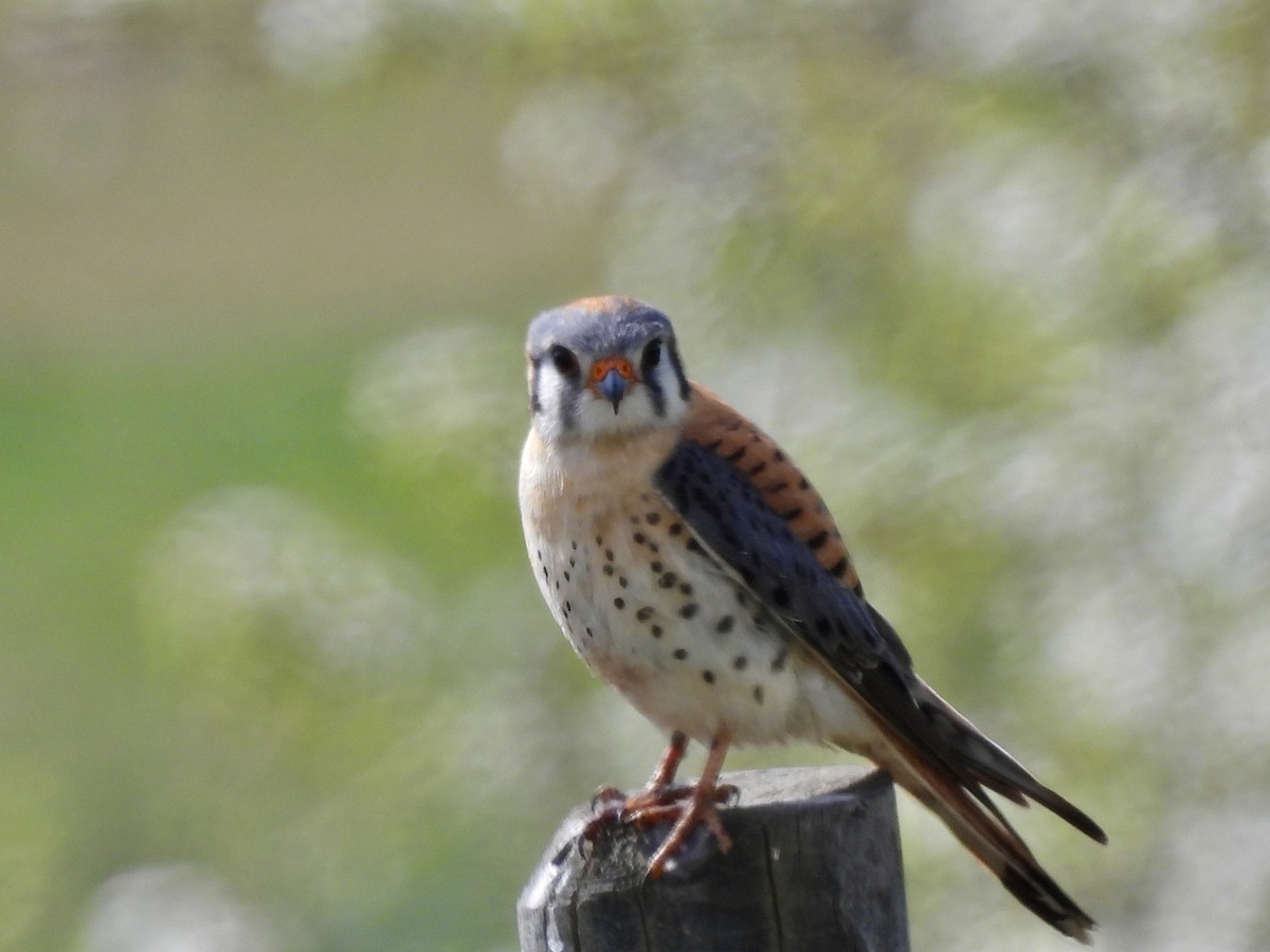 American Kestrel - Paul Graham