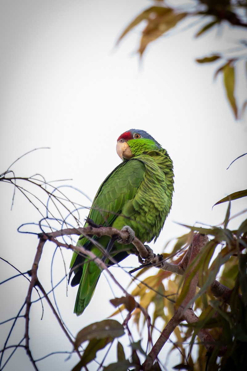 メキシコアカボウシインコ - ML618230018