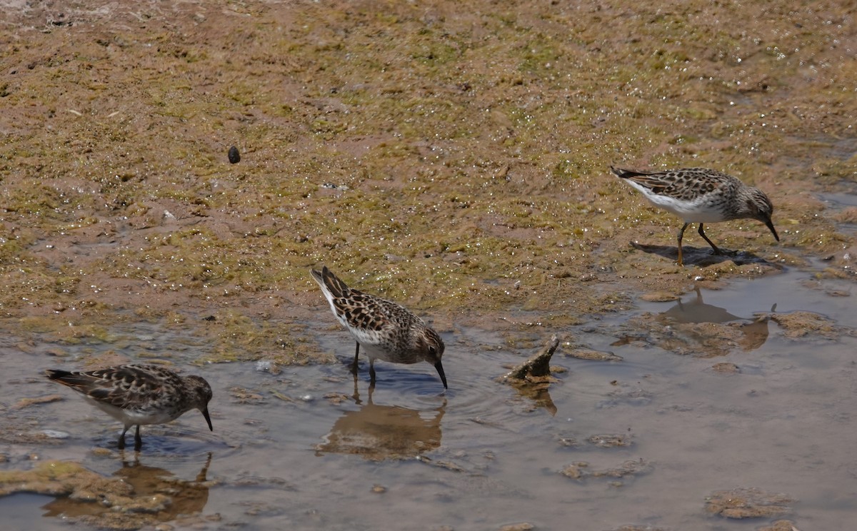 Least Sandpiper - Danette Henderson