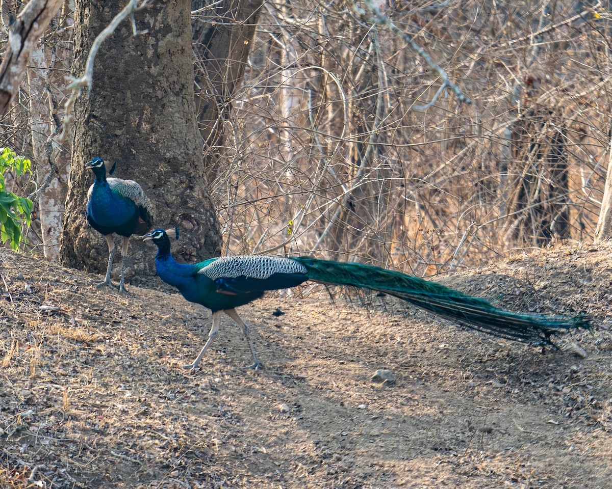 Indian Peafowl - Martin Mau