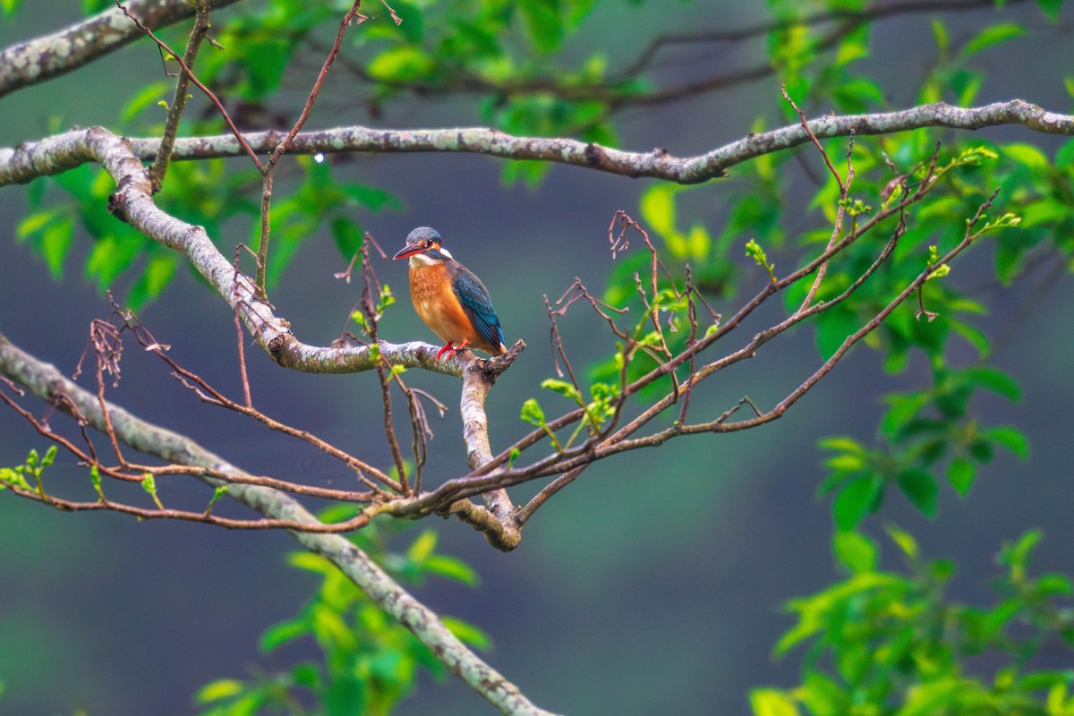 Common Kingfisher - ML618230062