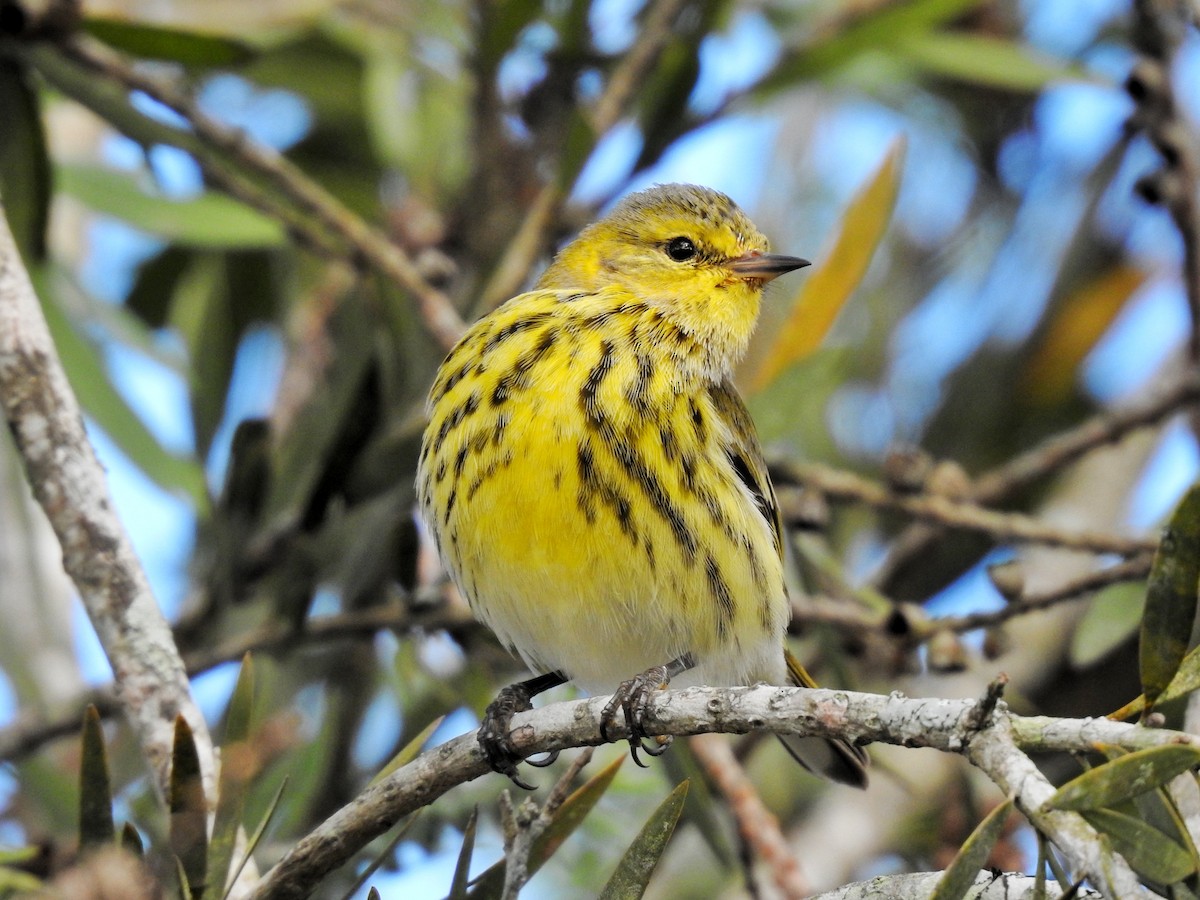 Cape May Warbler - ML618230066
