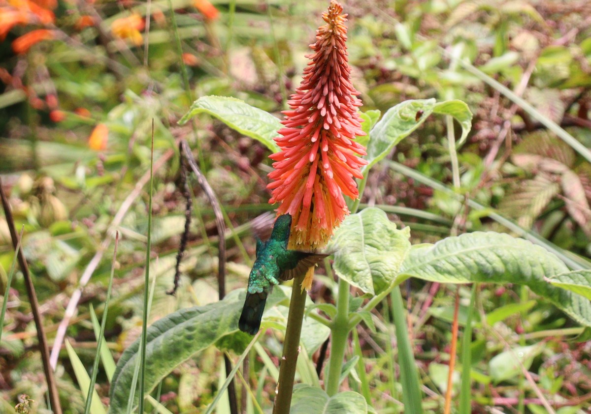 Colibrí Rutilante - ML618230077