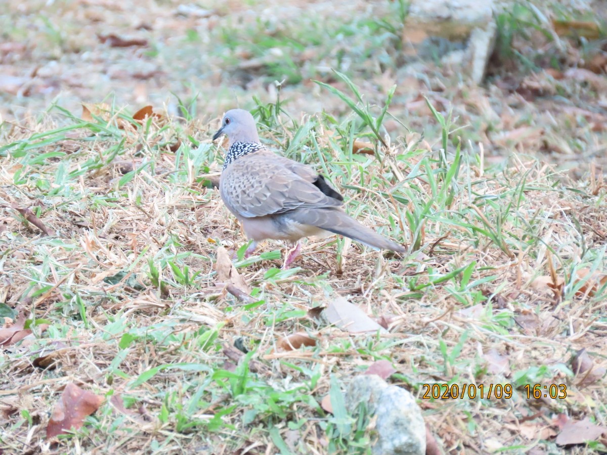 Spotted Dove - sachi yamami