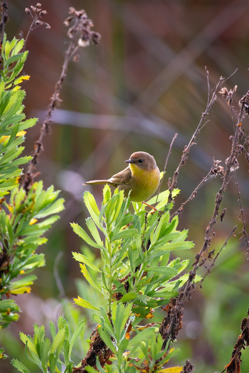 Common Yellowthroat - ML618230094