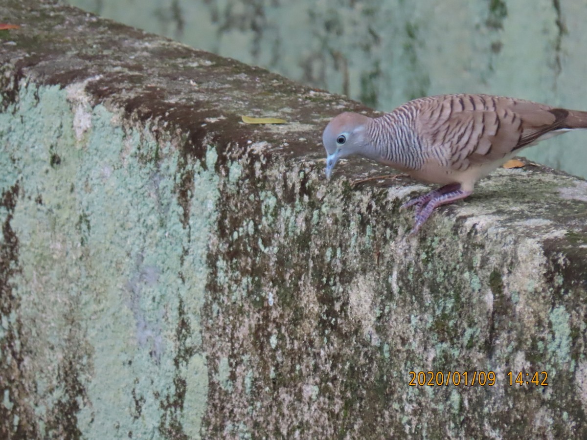 Zebra Dove - sachi yamami