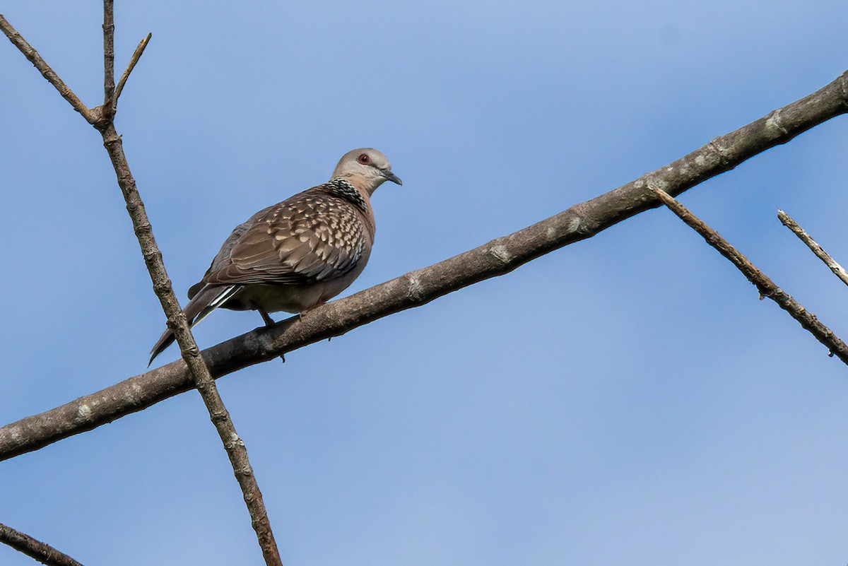 Spotted Dove - Shaqayeq Vahshi