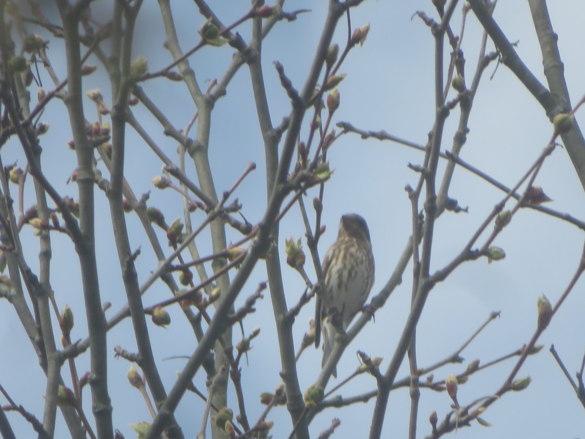 Purple Finch - ML618230114