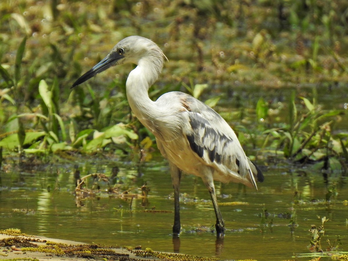 Little Blue Heron - Randy James