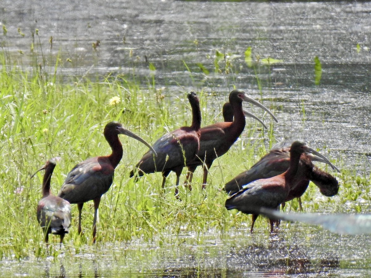 White-faced Ibis - Randy James