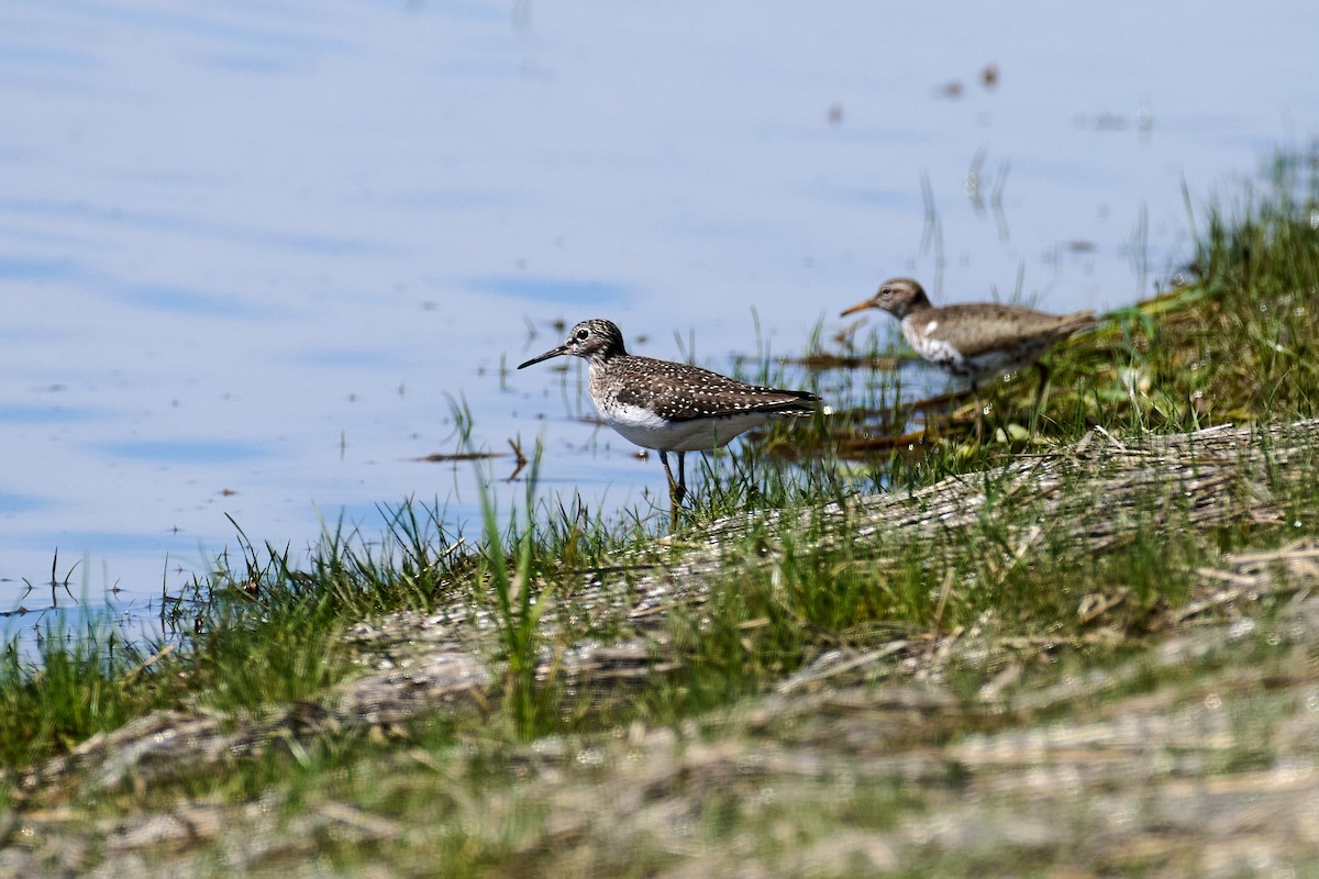 Solitary Sandpiper - ML618230122