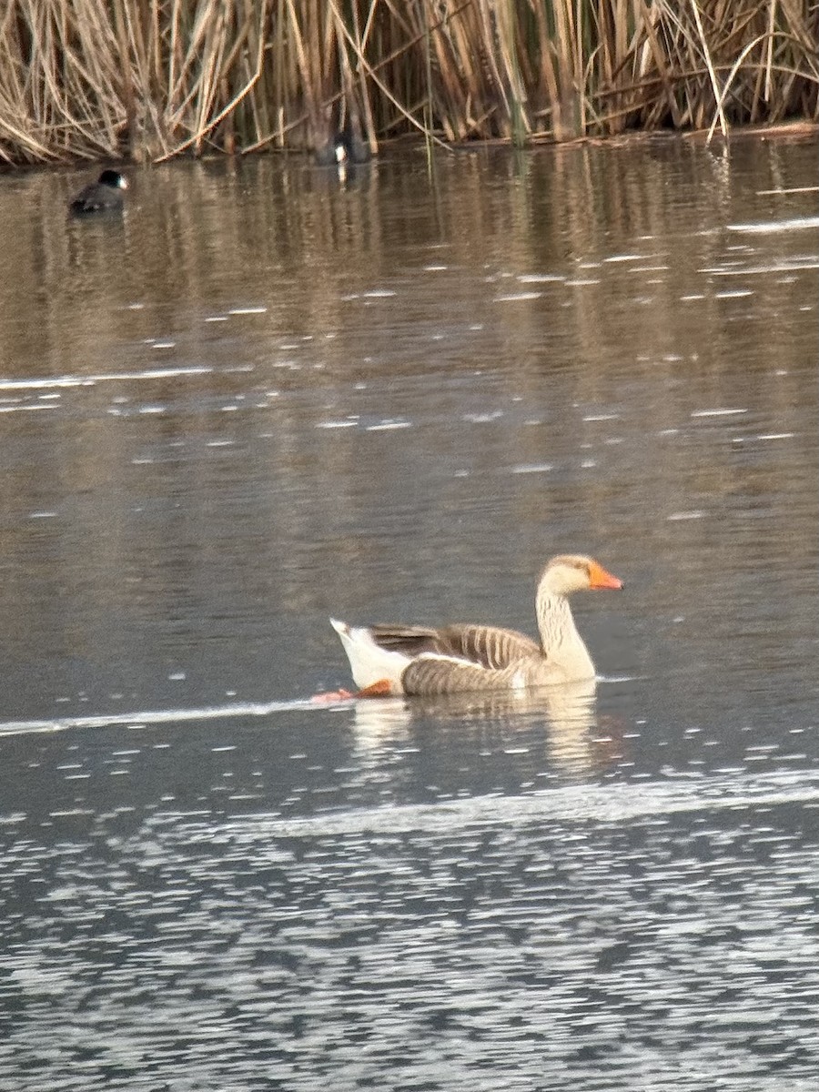 Graylag Goose (Domestic type) - Dave Lockman