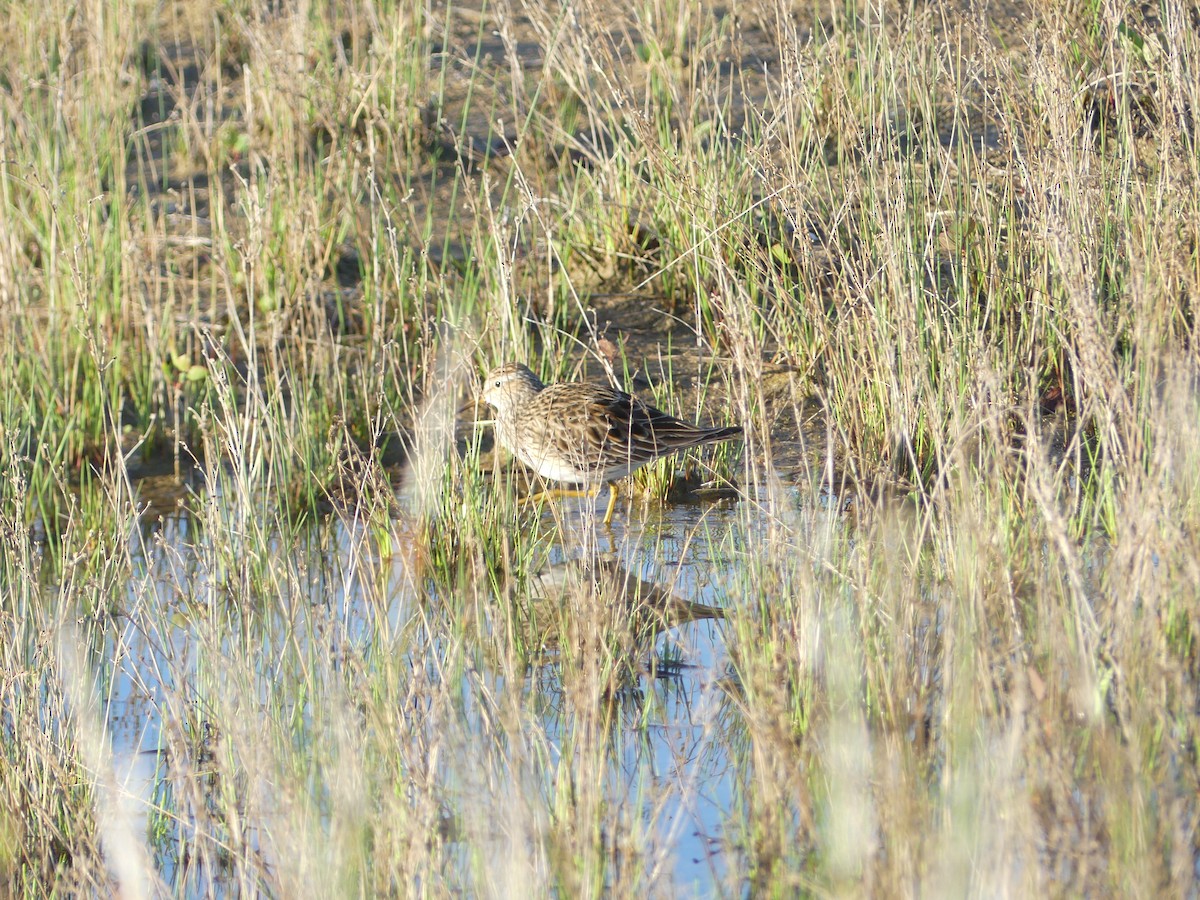 Pectoral Sandpiper - Jake Archbell