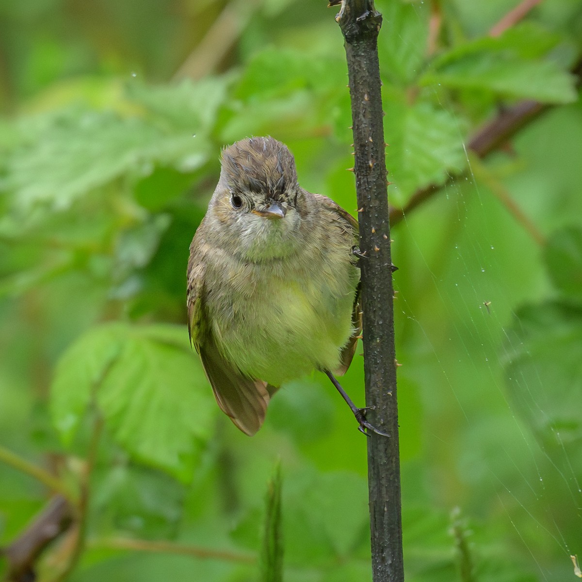 Dusky Flycatcher - John Davis