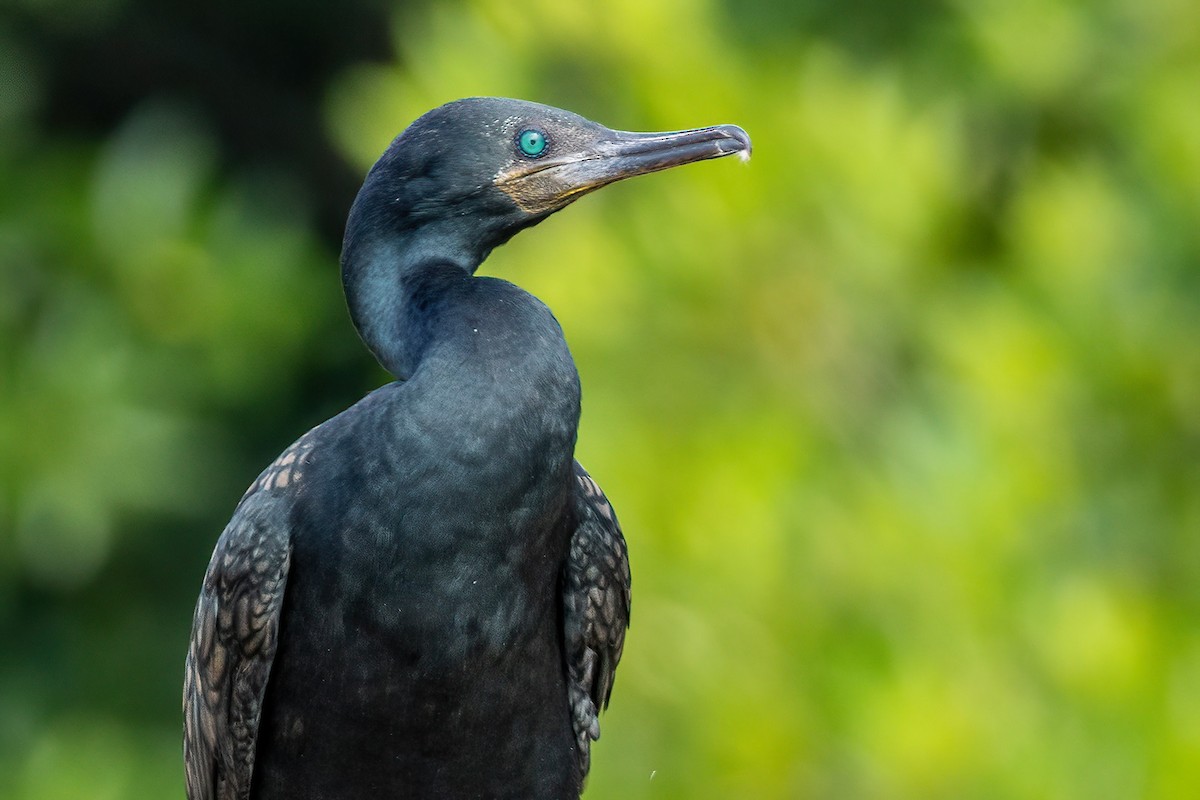 Indian Cormorant - Shaqayeq Vahshi