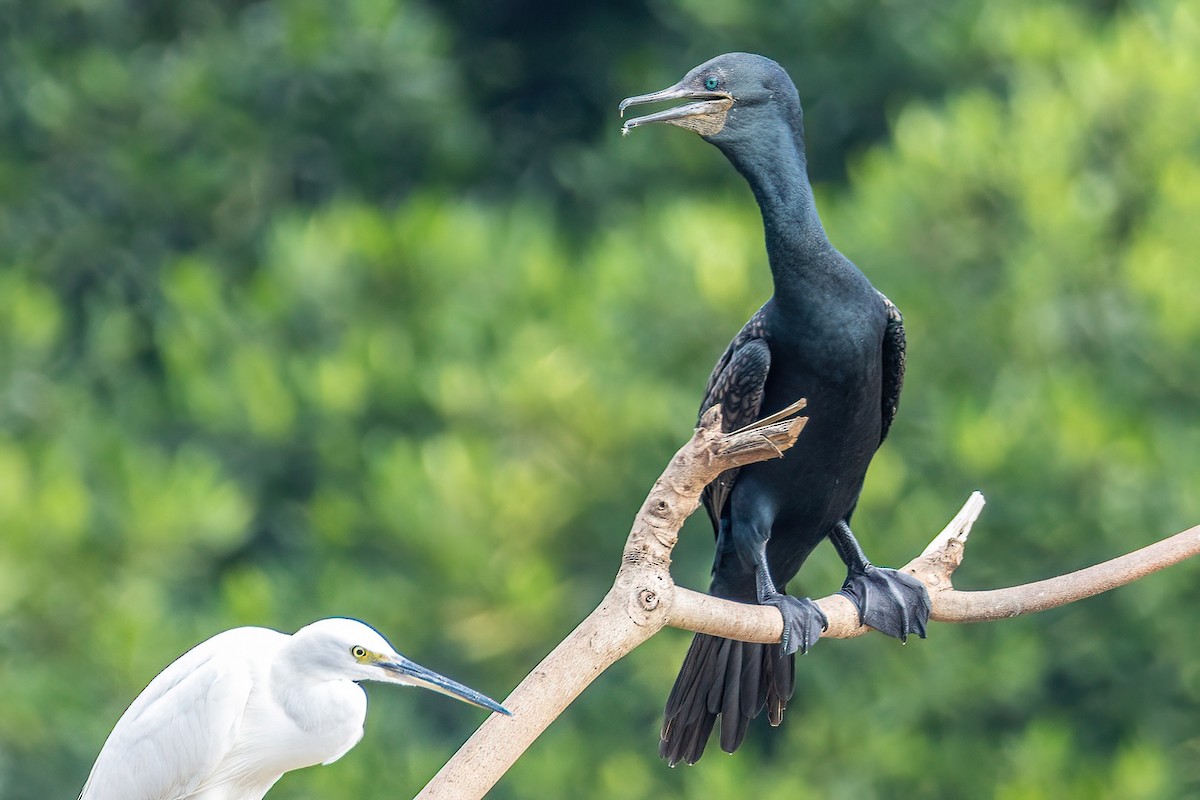 Indian Cormorant - Shaqayeq Vahshi