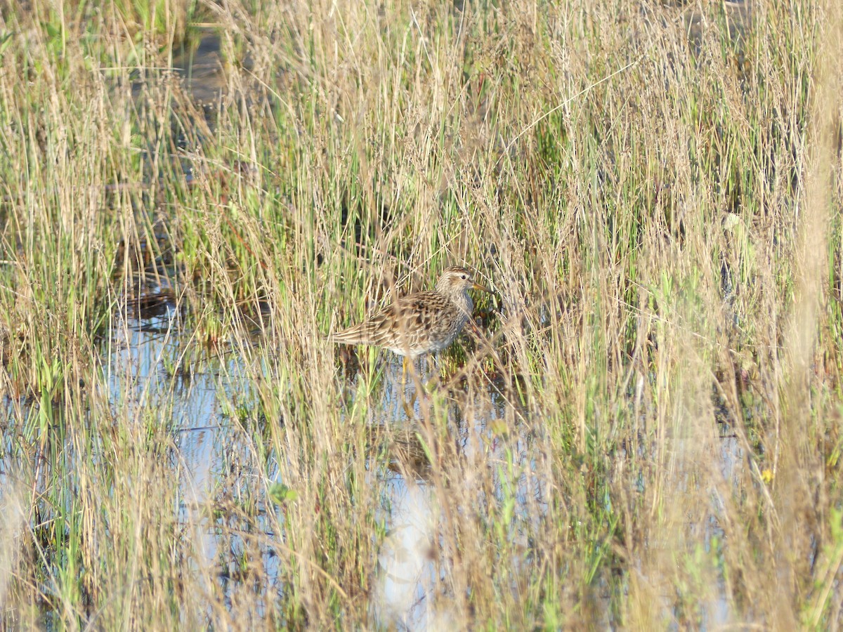 Pectoral Sandpiper - Jake Archbell