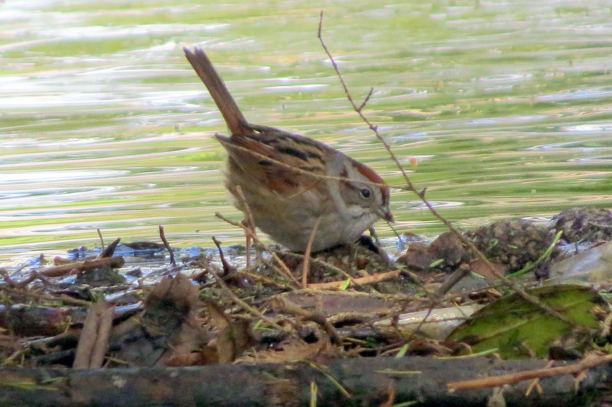 Swamp Sparrow - Pat McKay