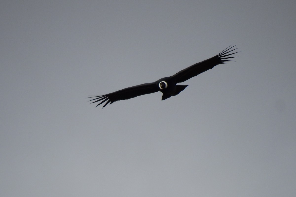 Condor des Andes - ML618230184