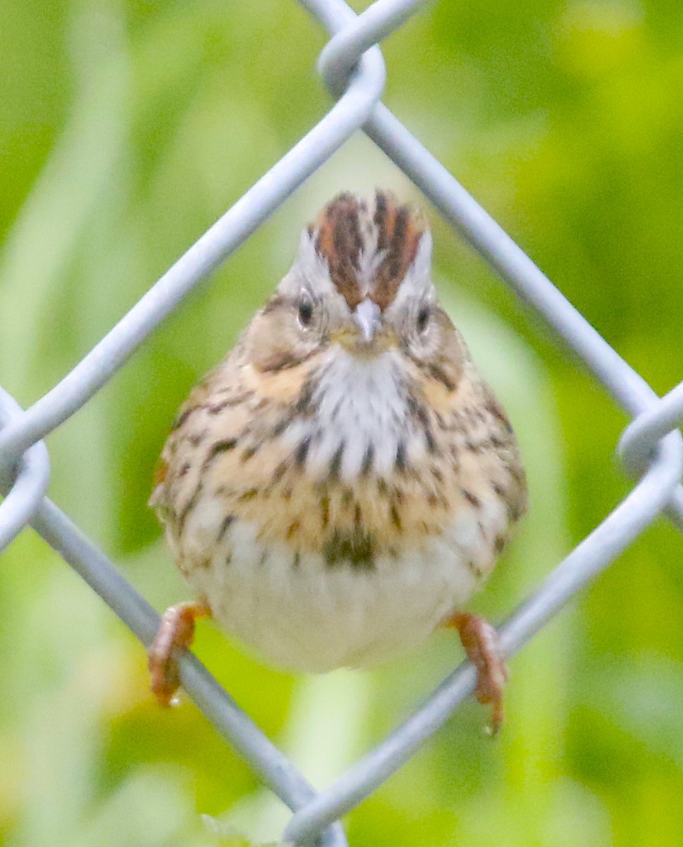 Lincoln's Sparrow - Eric Walters