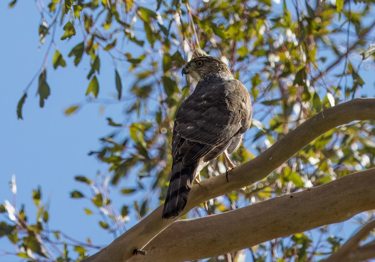 Cooper's Hawk - Daniel Ward