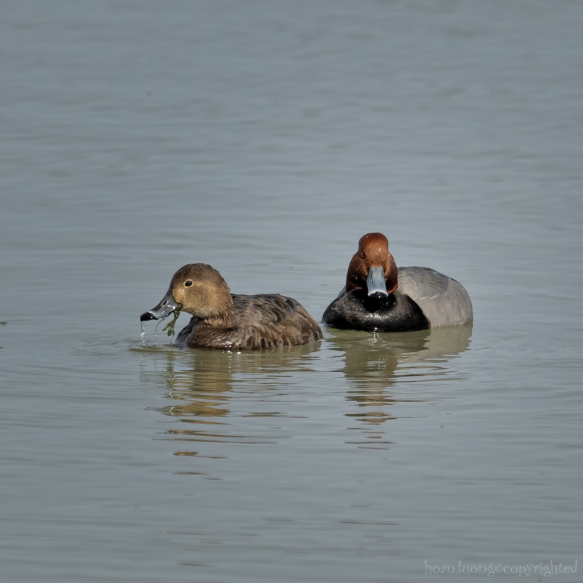 Redhead - hoan luong