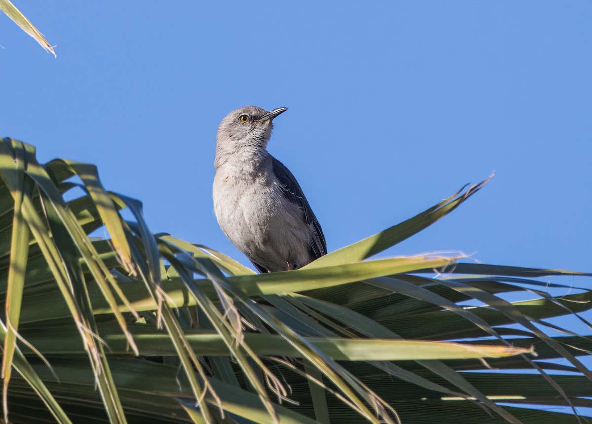 Northern Mockingbird - ML618230315