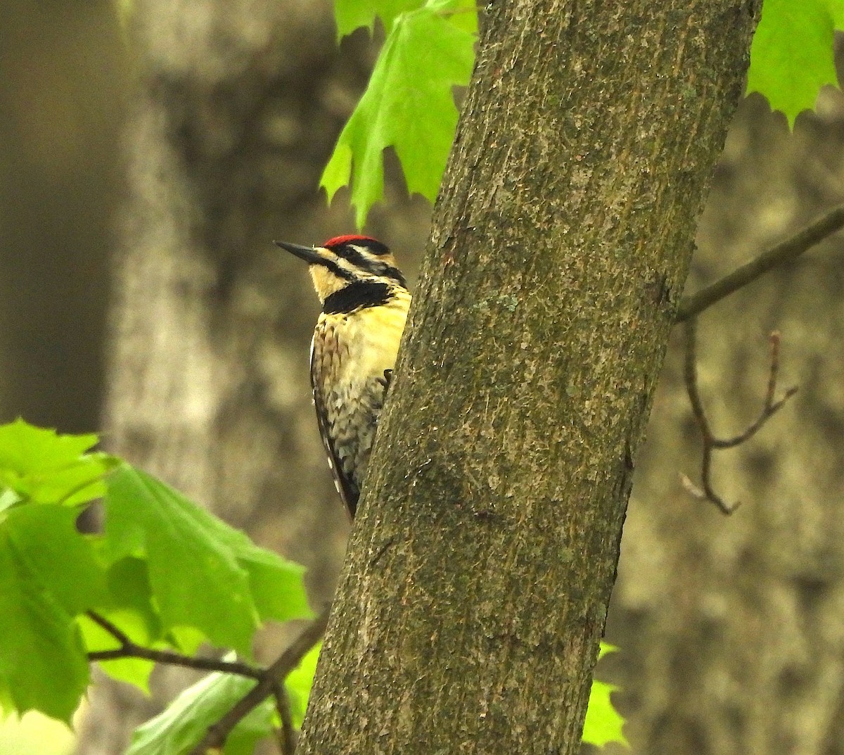 Yellow-bellied Sapsucker - ML618230348