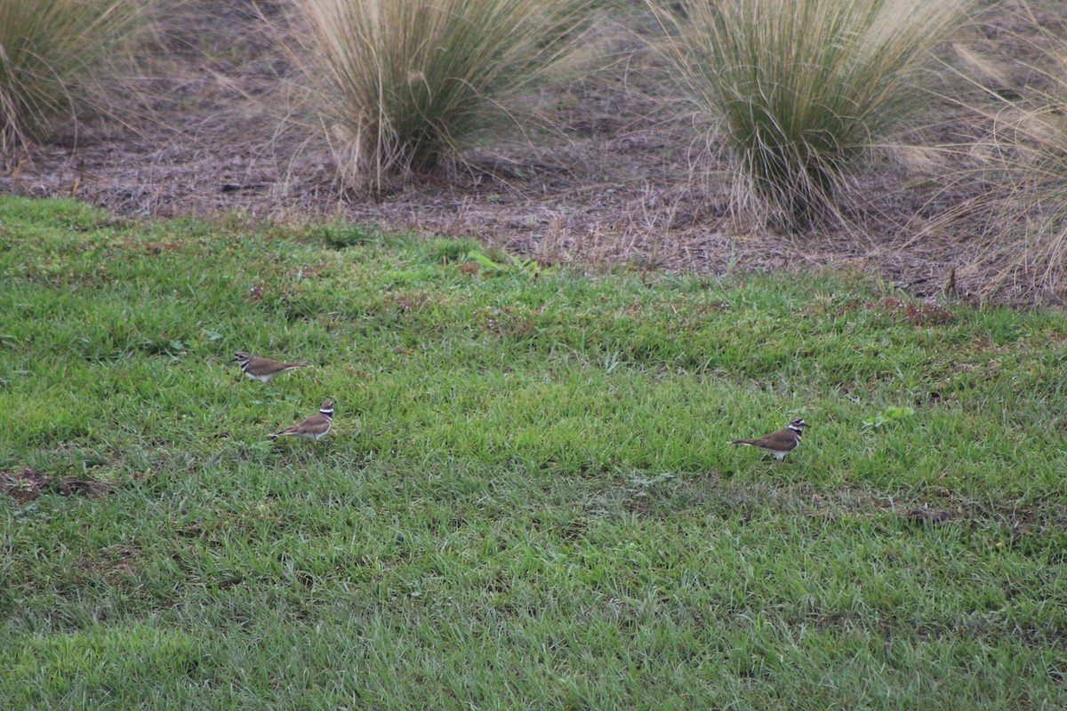 Killdeer - ML618230355