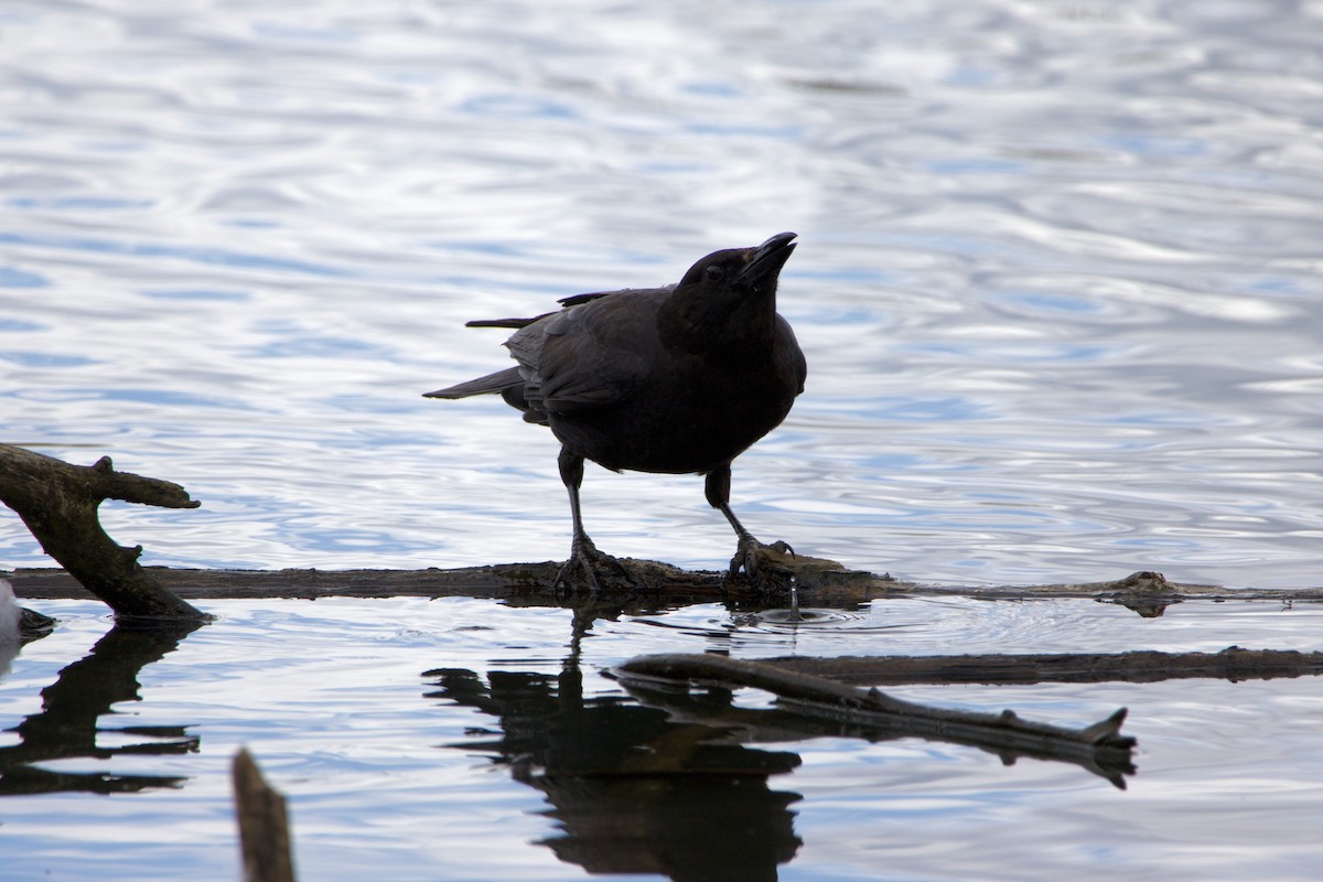 American Crow - Anonymous