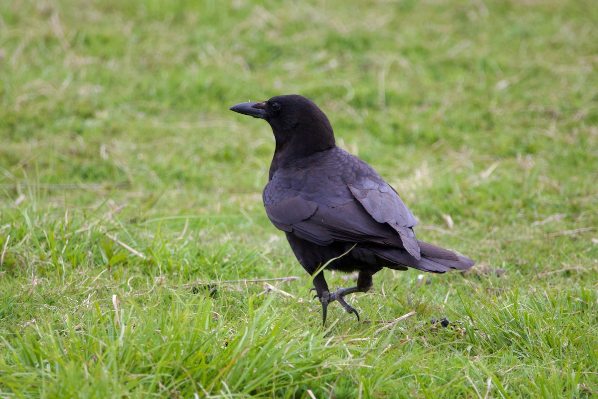 American Crow - Anonymous