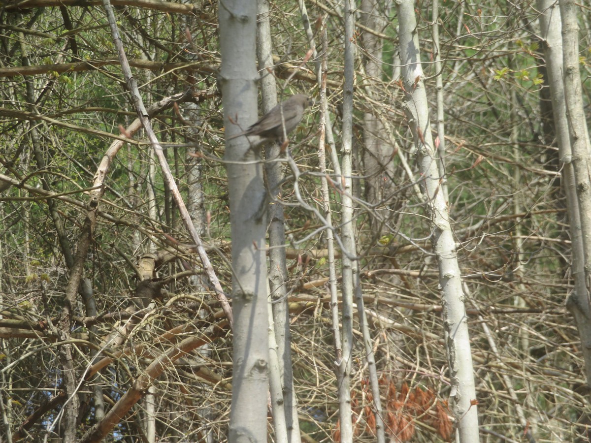 Brown-headed Cowbird - William Kuk