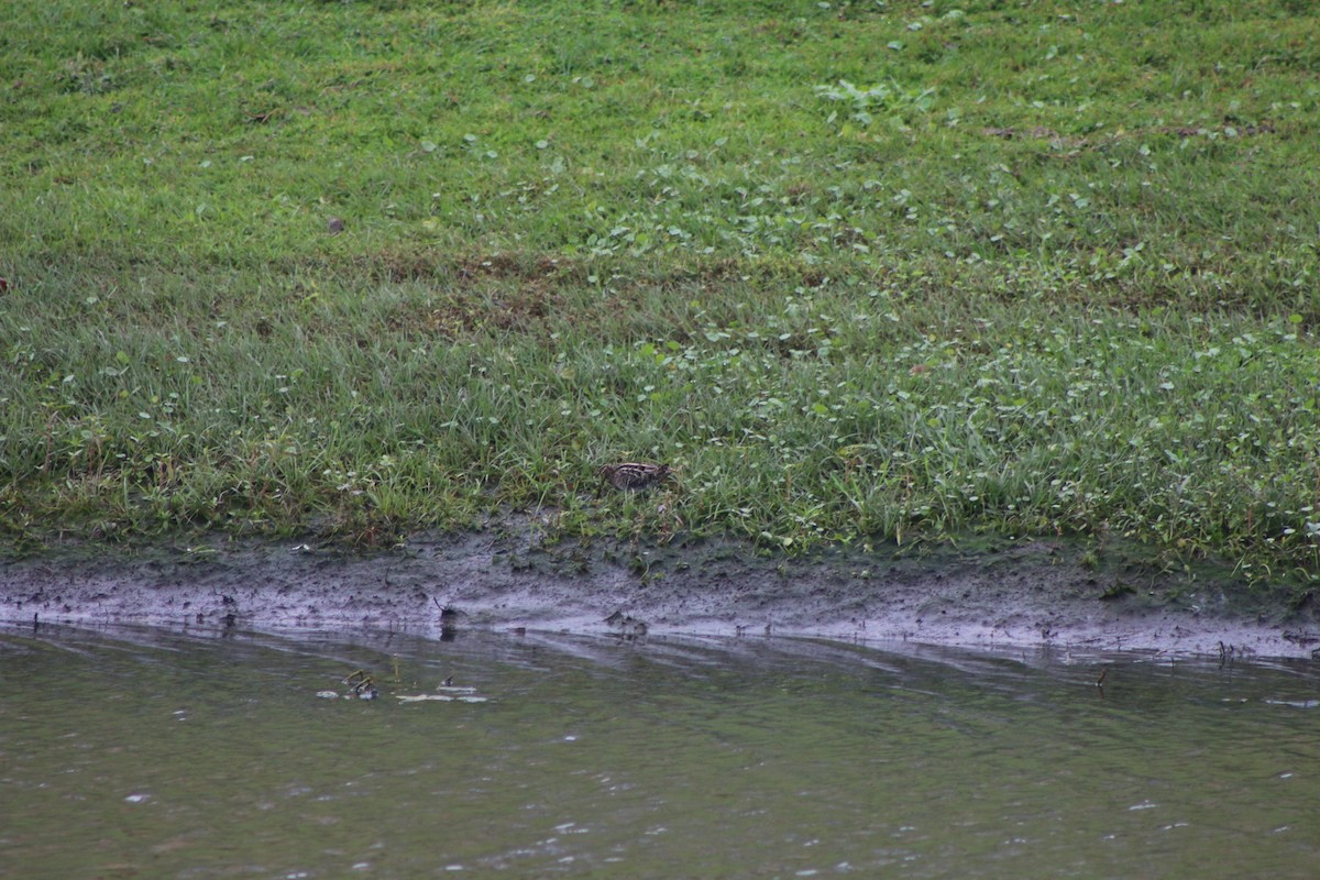 Wilson's Snipe - ML618230405