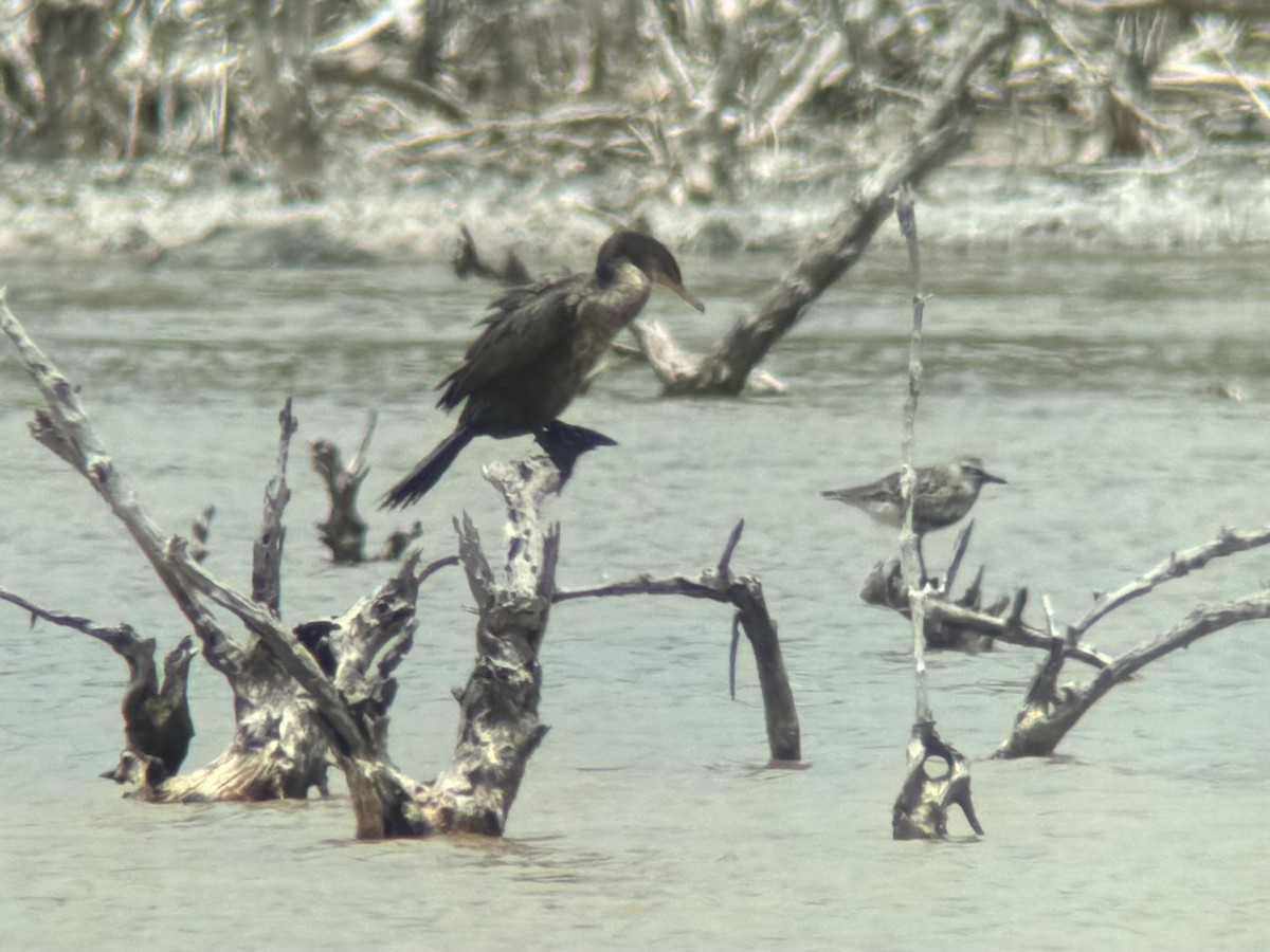 Neotropic Cormorant - Alex Lamoreaux