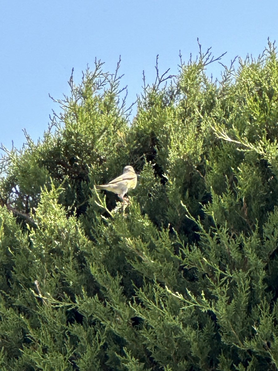 European Greenfinch - michael carmody