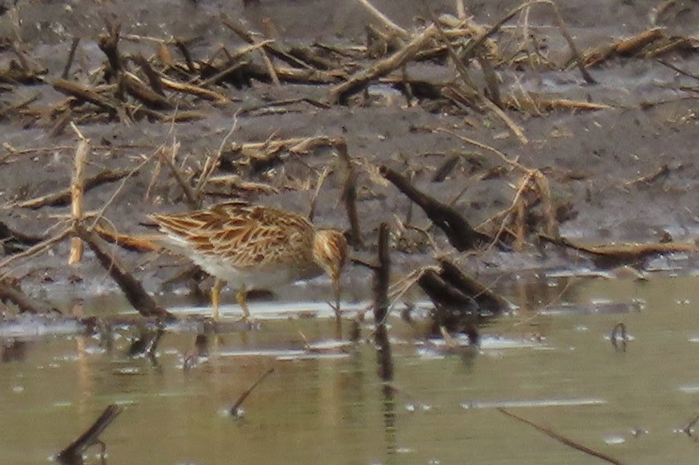 Least Sandpiper - Lydia Nelson