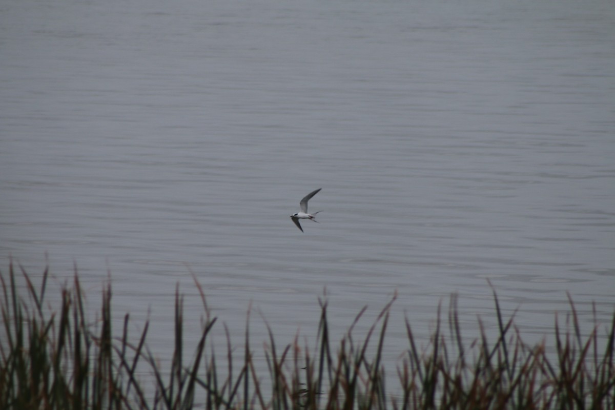 Forster's Tern - ML618230522