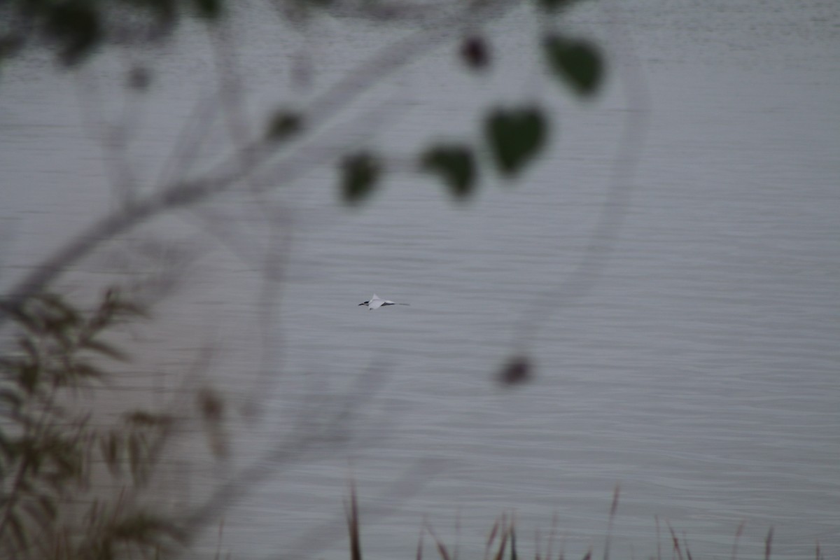 Forster's Tern - ML618230523