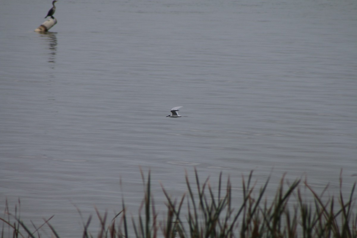 Forster's Tern - ML618230524