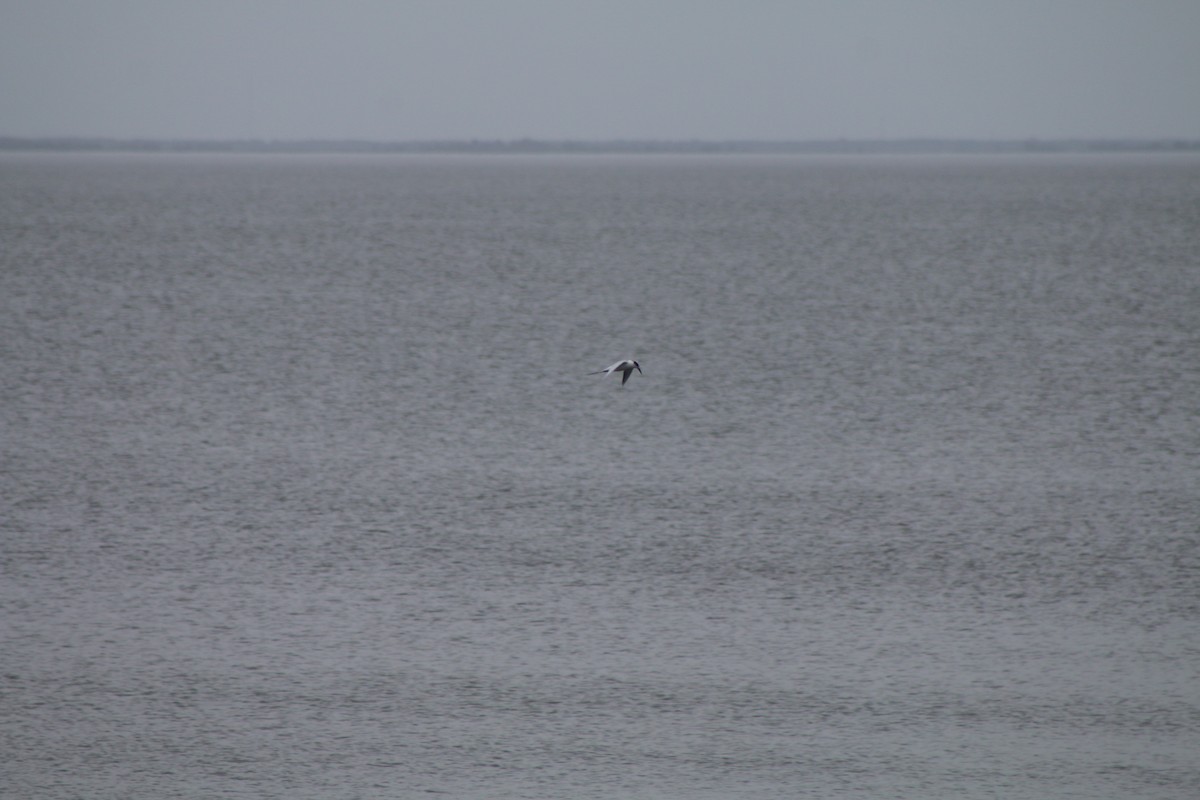 Forster's Tern - ML618230525