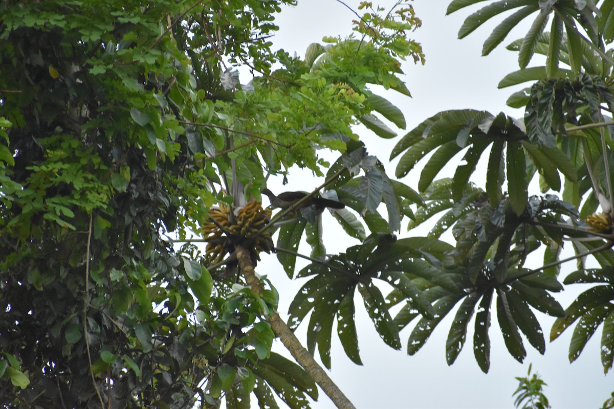 čačalaka kropenatá (ssp. guttata/subaffinis) - ML618230537