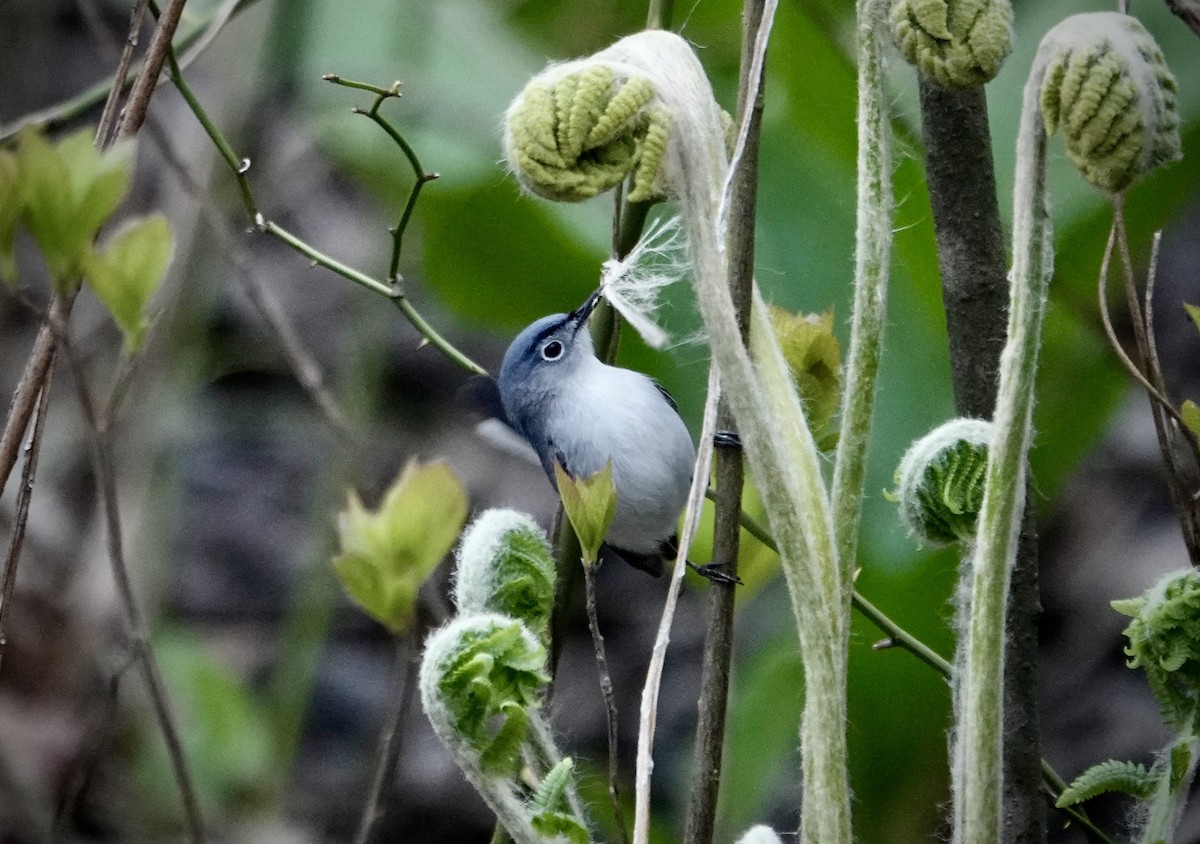 Blue-gray Gnatcatcher - ML618230542