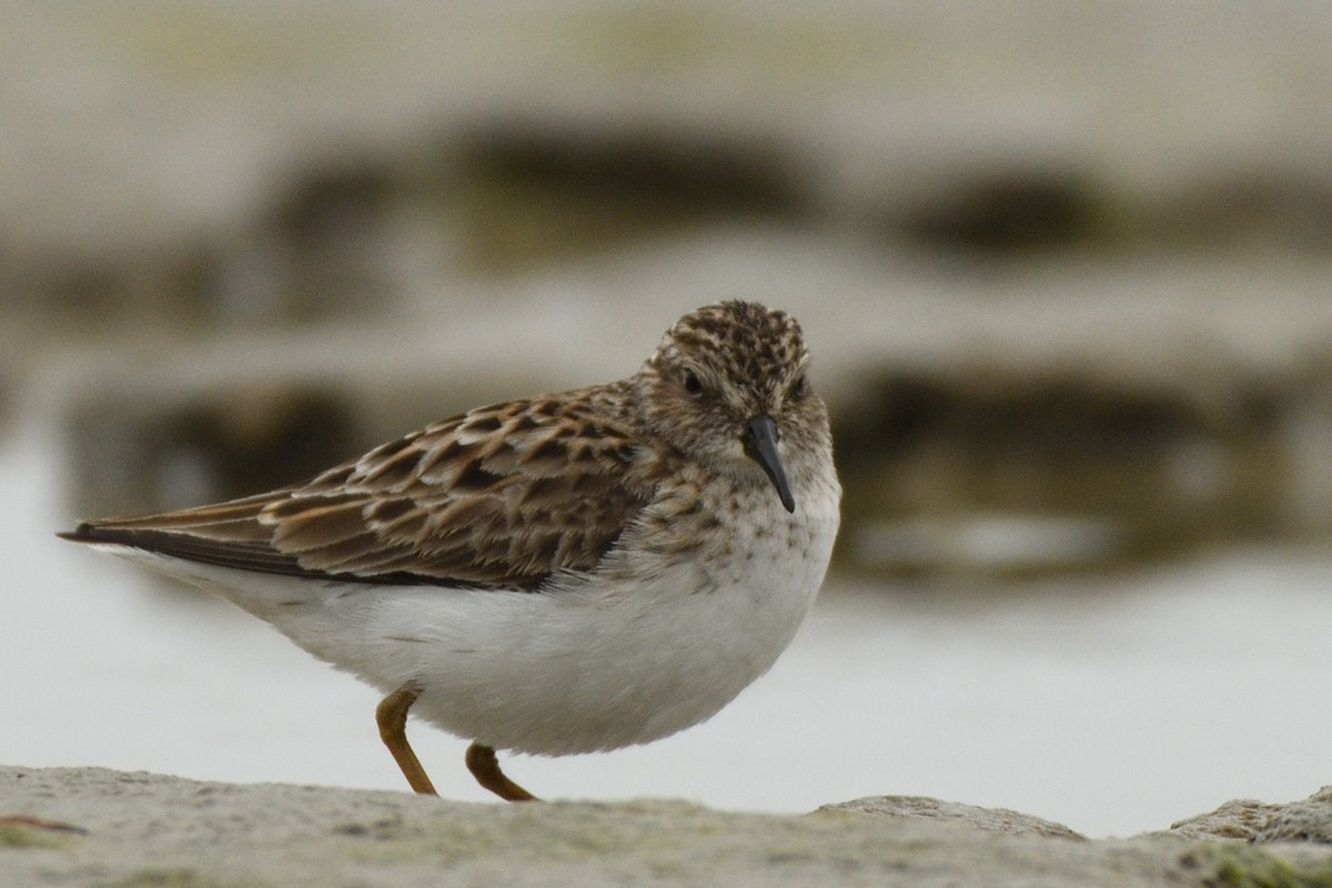 Least Sandpiper - Megan Gray