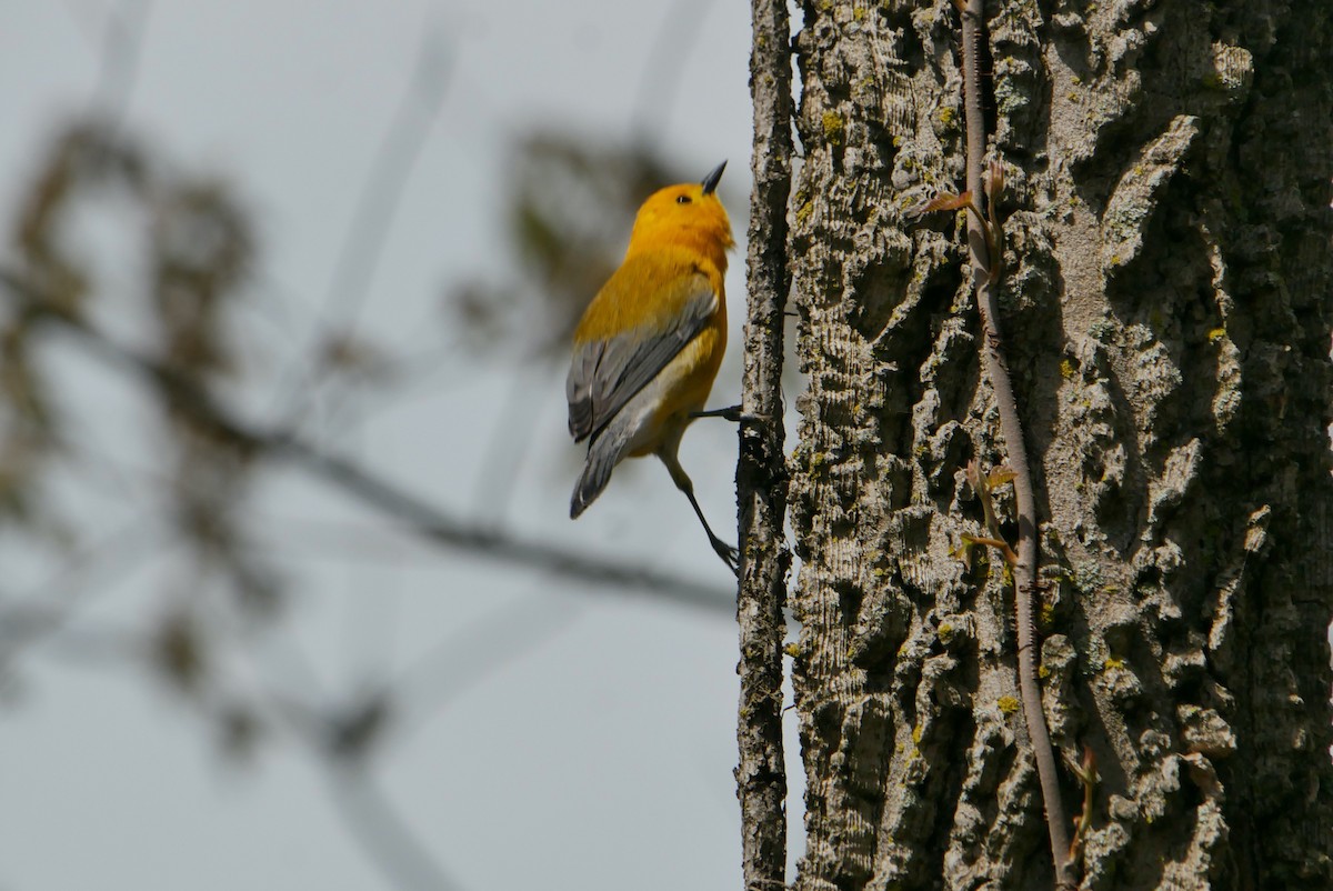 Prothonotary Warbler - Robert Huxley