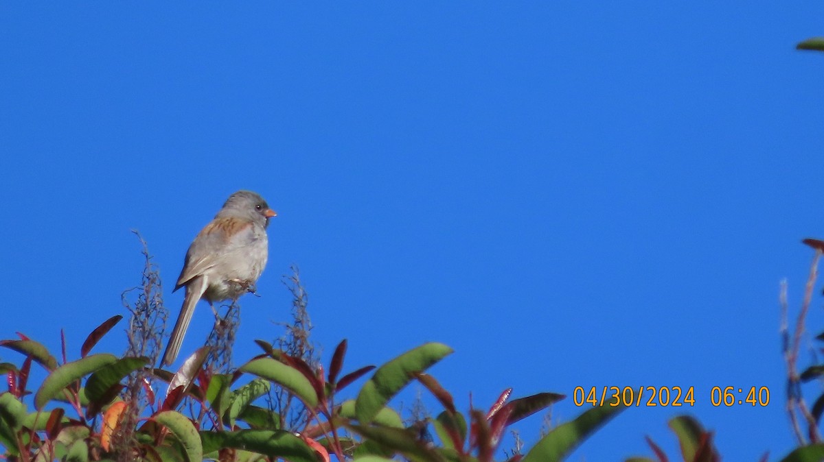 Black-chinned Sparrow - ML618230600