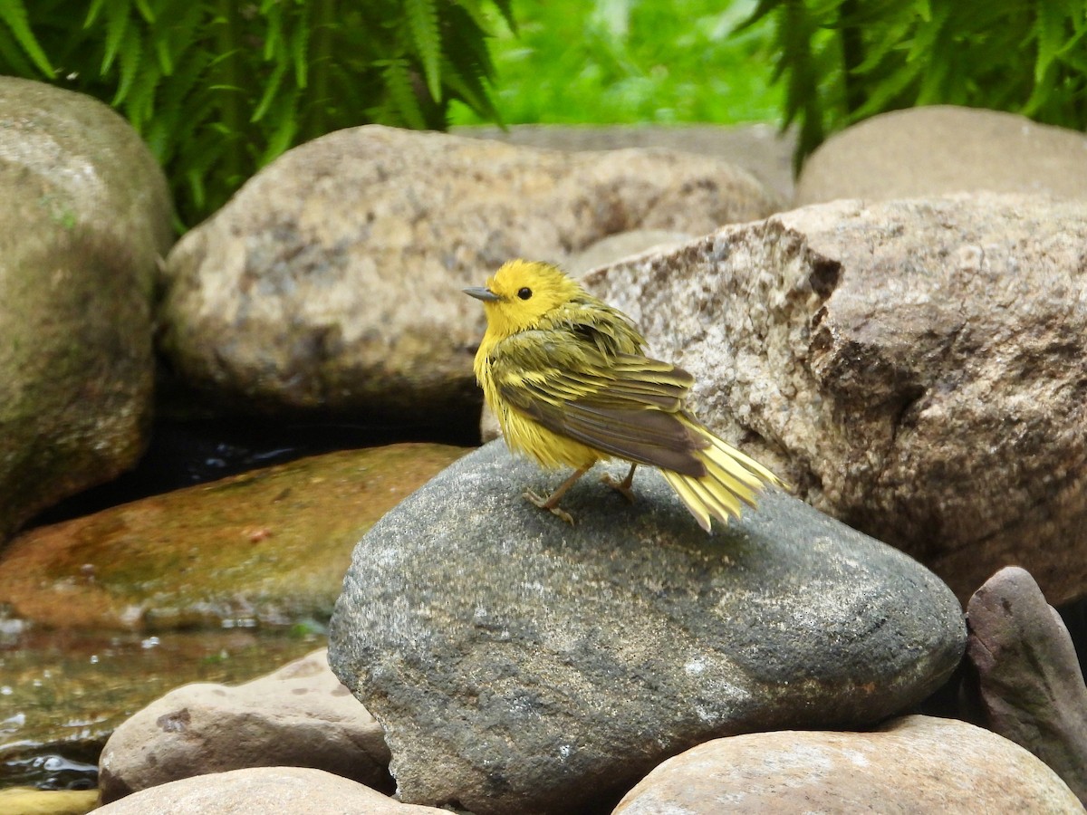 Yellow Warbler - ML618230608