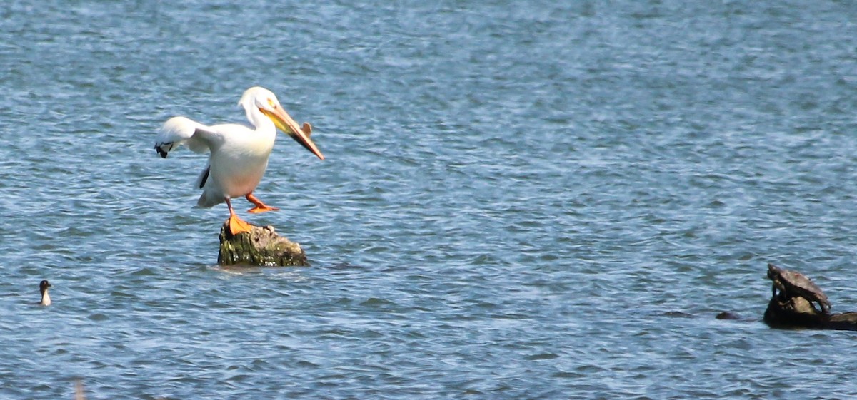 American White Pelican - Steve Charbonneau