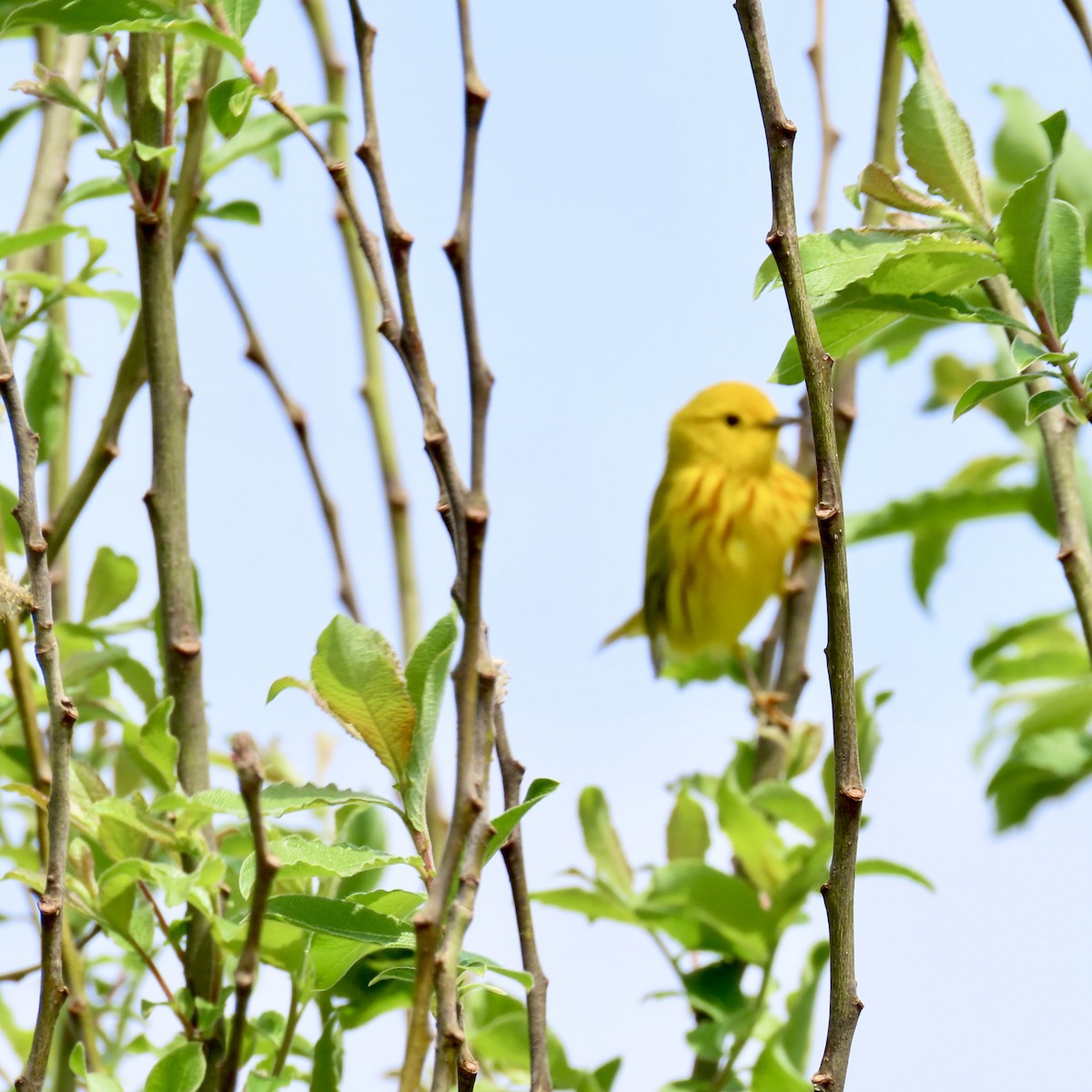 Yellow Warbler (Northern) - Richard Fleming